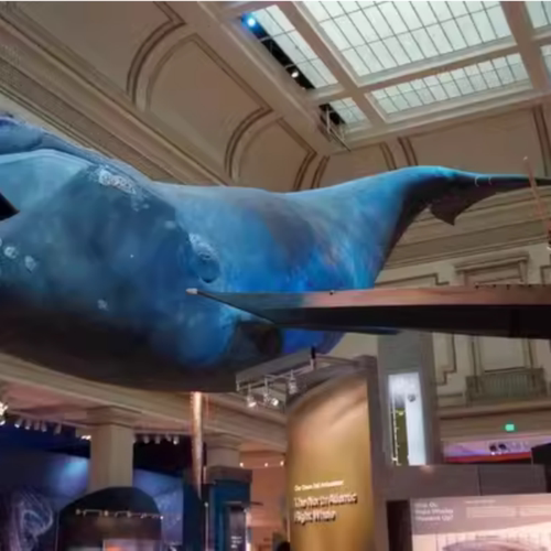 [拉斯维加斯自然历史博物馆-大门票]美国 Las Vegas Natural History Museum Tickets