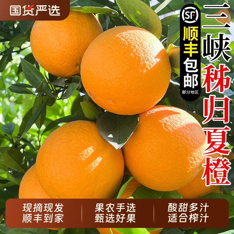 湖北三峡夏橙秭归脐橙子现摘手选大果新鲜当季顺丰包邮水果酸橙