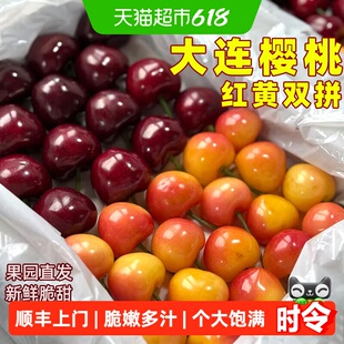 【产地直发】末浅大连樱桃美早佳红黄樱桃双拼新鲜应季水果