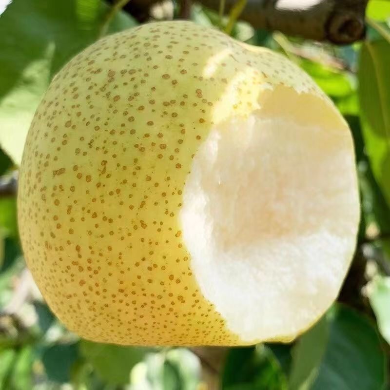 梨子新鲜10斤当季整箱安徽砀山梨汤山梨酥脆青梨香甜应季多规格,水产肉类/新鲜蔬果/熟食,梨,淘宝优惠券,粉丝福利购,淘宝优惠卷