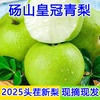 安徽砀山头茬青梨带箱5斤！
