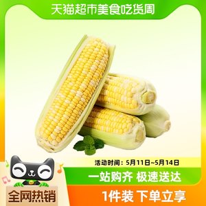 云南金银水果玉米新鲜蔬菜甜玉米