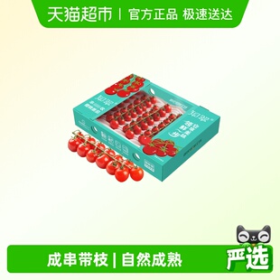 知翠串收樱桃小番茄自然熟新鲜水果生吃西红柿 李佳琦直播间