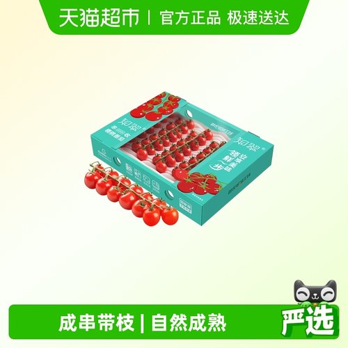 知翠串收樱桃小番茄生吃自然熟