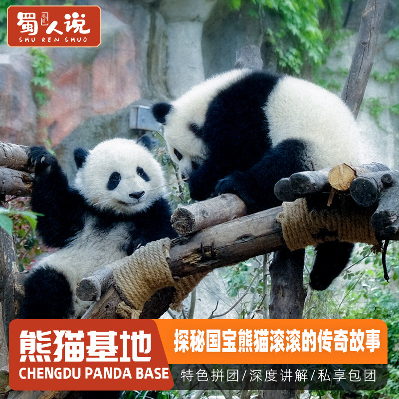 成都熊猫基地人工讲解