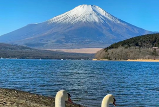 大石公园 日本河口湖 森美术馆 新仓山浅间公园 山中湖泡汤一日游