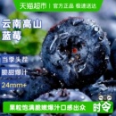云南高山蓝莓鲜果新鲜水果超大果巨无霸高山花香蓝梅应当季 整箱