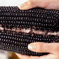 黑糯玉米山西忻州糯玉米真空装玉米花青素代餐粗粮主食