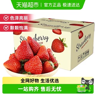 四川大凉山露天奶油草莓现摘新鲜水果生鲜时令礼盒