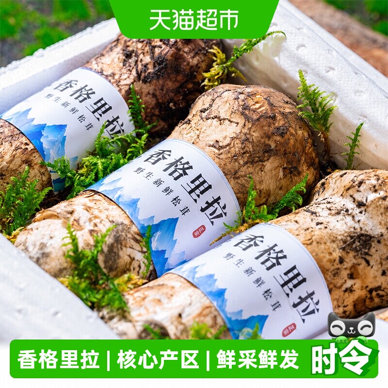 正宗香格里拉新鲜松茸菌野生菌菇图片