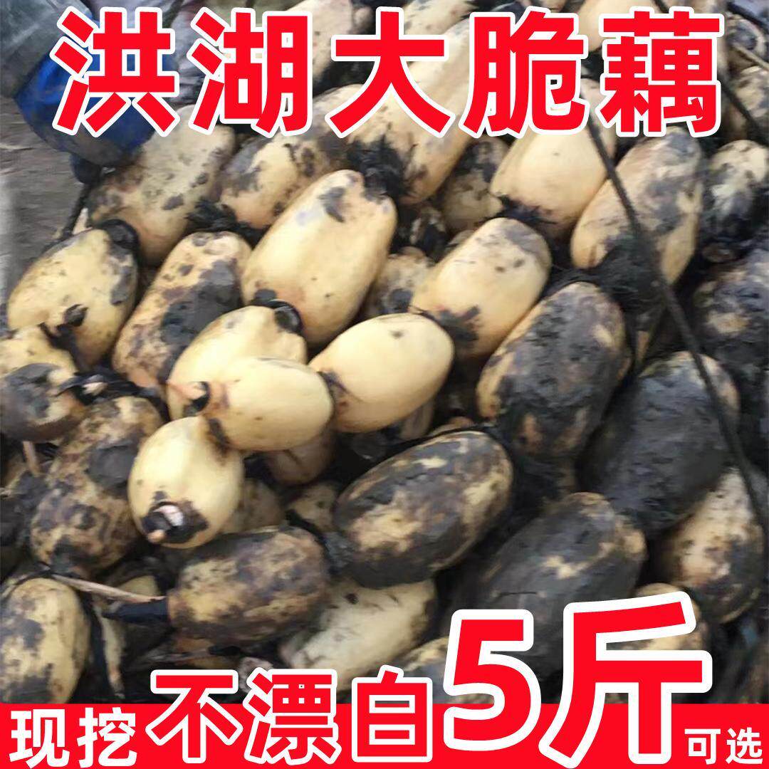 湖北洪湖现挖大脆藕原生态不漂白不催熟健康清炒凉拌专用,水产肉类/新鲜蔬果/熟食,莲藕,淘宝优惠券,粉丝福利购,淘宝优惠卷