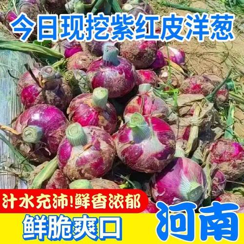 新鲜紫皮洋葱当季洋葱农家自种小洋葱头拌菜现挖现发美味营养