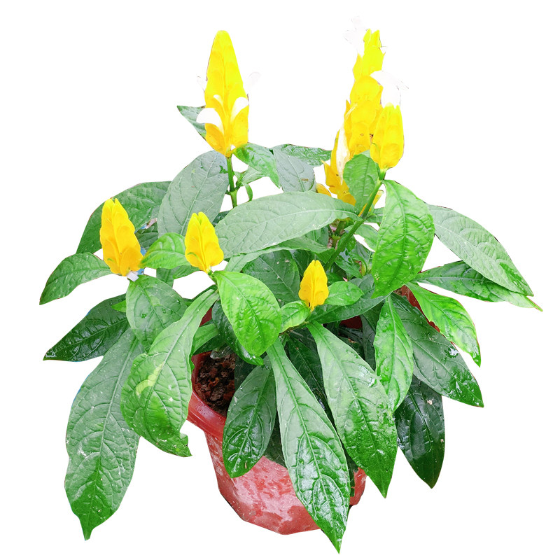 黄金宝塔花苗金苞花黄虾花期四季