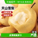 包邮 陕西天山雪梨香梨梨子黄梨黄金梨酥梨顺丰 下拉详情领优惠