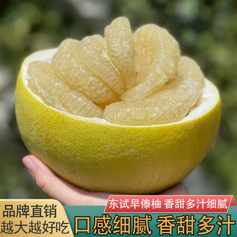 云南东试早傣柚新鲜水果新鲜当季水果青柚非泰国翡翠柚香甜柚子