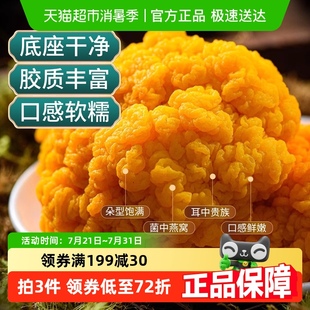 怡江黄金耳新鲜金耳1000g精选黄金菌菇福建金耳刺身煲汤火锅食材
