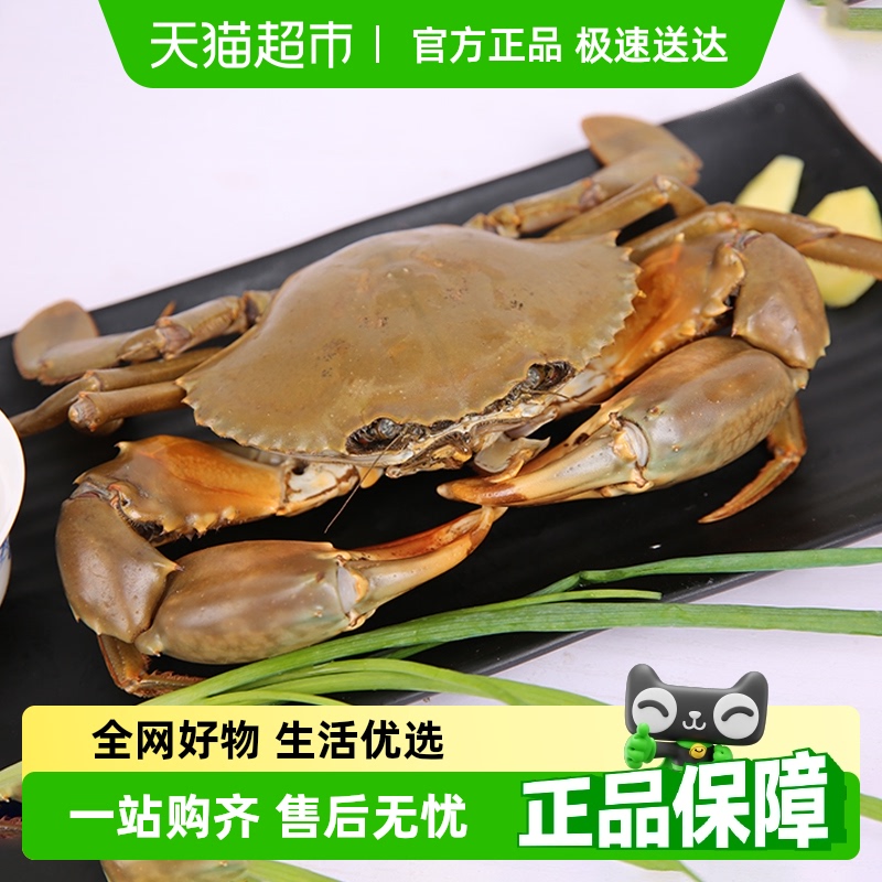 渔传播包活包肥三门青蟹膏蟹顺丰