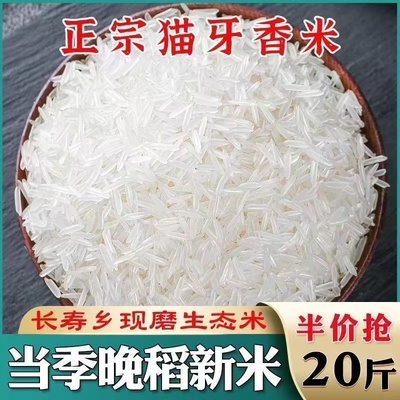 一级香米广西猫牙米晚稻新米长粒香大米蛋炒饭煲仔饭专用丝苗籼米
