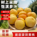 新鲜水果无桃毛黄桃 现摘山东蒙阴纯甜黄金蜜油桃黄心桃子大果应季