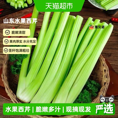 栗贝诺山东时令西芹脆嫩多汁