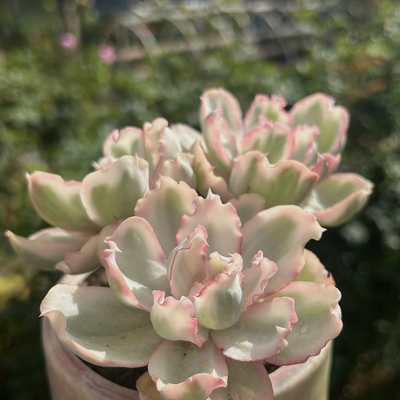 【勿拍，防下架】花沐多肉 伯克利锦多肉 边线卷边植物