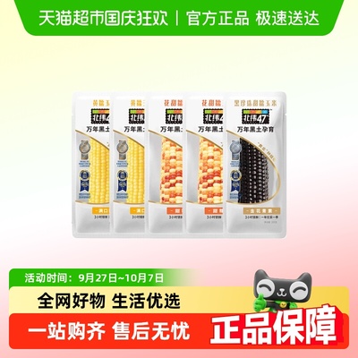北纬47°东北常温鲜玉米