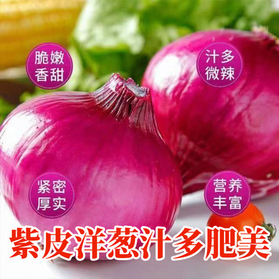 正宗河西二红新鲜紫皮大洋葱2025年当季蔬菜农家紫皮洋葱头