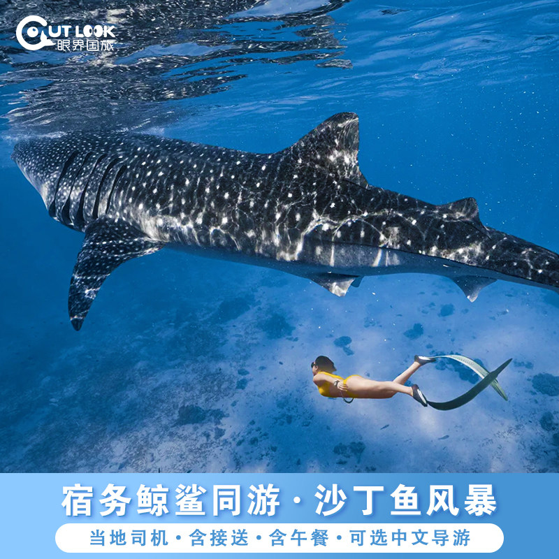 菲律宾宿务出发：奥斯洛布鲸鲨观赏+墨宝沙丁鱼风暴潜水一日游