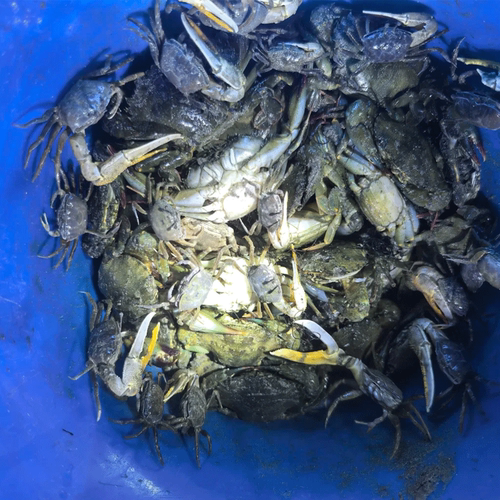 【基】三亚本地旅行社，14年三亚旅游经验，为您的服务保驾护航 【游】 体验赶海乐趣——海南必打卡的休闲运动！ 【享】初次体验者、追求高性价比的玩家首推追求 【乐】一价全包，不含其他隐形消费，强制消费，让您游玩安心