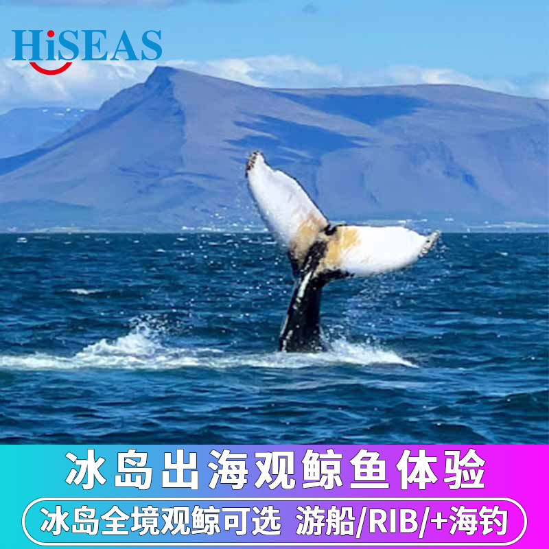 花少同款 冰岛全境观鲸雷克雅未克出海观鲸鱼游船/快艇可选