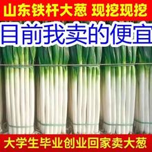 正宗山东大葱铁杆新鲜蘸酱5斤10斤甜葱非章丘批发