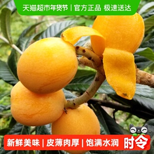 云南蒙自甜枇杷新鲜水果当季大果高山现摘整箱琵琶水果