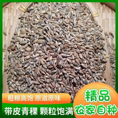 高原带皮青稞米新米农家优质青稞米特产五谷杂粮新粗粮蓝青稞膳食