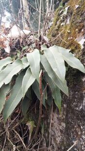 大山中药材刀口药庐山石苇苗骨牌草牛耳朵可盆栽10颗包邮