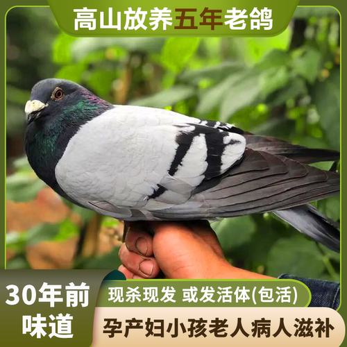 5年老鸽子2只土鸽子鸽子肉鸽子新鲜现杀鸽子肉乳鸽农家散养鸽子