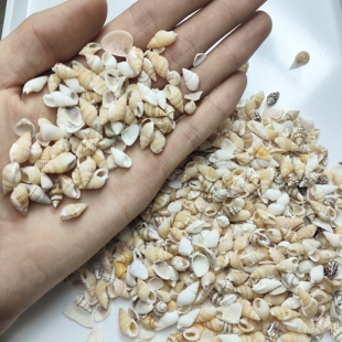 9337小螺壳一百克图片全部