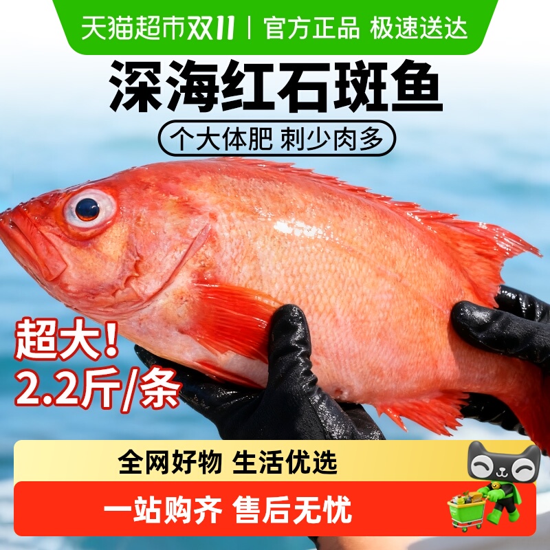 云储生活红石斑鱼新鲜超大条