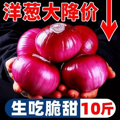 新鲜紫皮大洋葱9斤装新圆葱当季蔬菜农家脆甜红皮元葱洋葱头