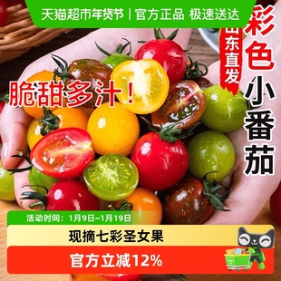 七彩小番茄圣女果甜脆新鲜现摘小柿子青口蜜千禧果彩色小番茄整箱