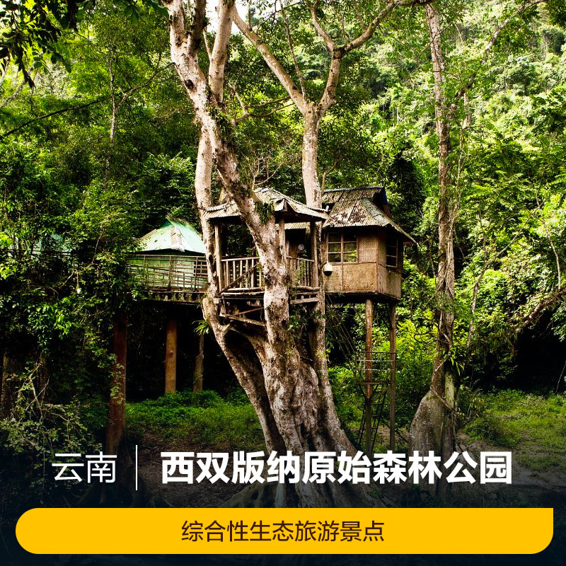 [西双版纳原始森林公园-大门票 电瓶车 高空栈道]西双版纳原始森林