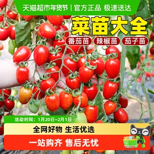 寿禾千禧圣女果番茄蔬菜苗温室大棚种植一年生易移栽阳台菜园适用