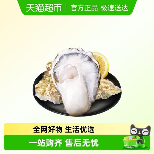 臻选贝司令有机认证鲜活生蚝免洗