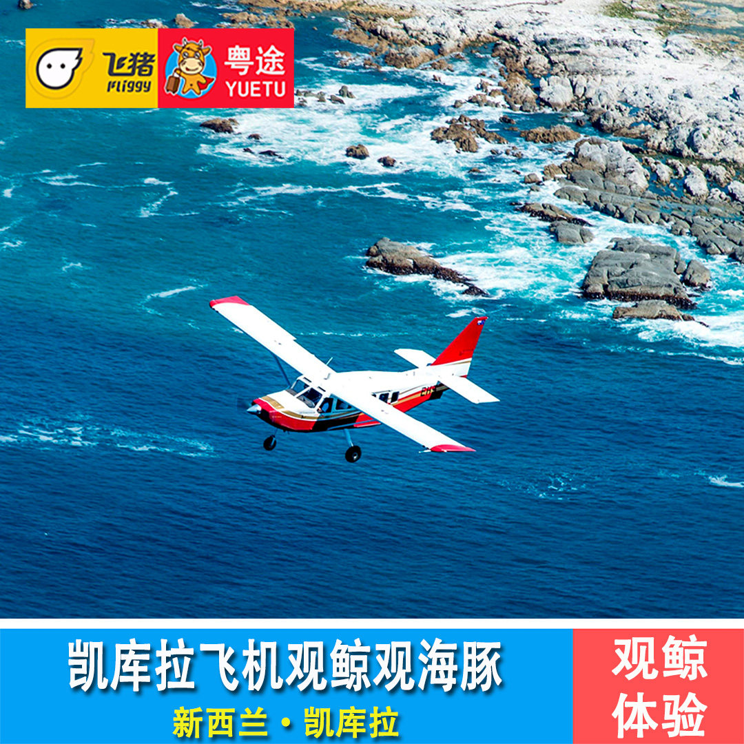 新西兰 凯库拉观光飞机40分钟观鲸观海豚 乘坐飞机空中观鲸体验