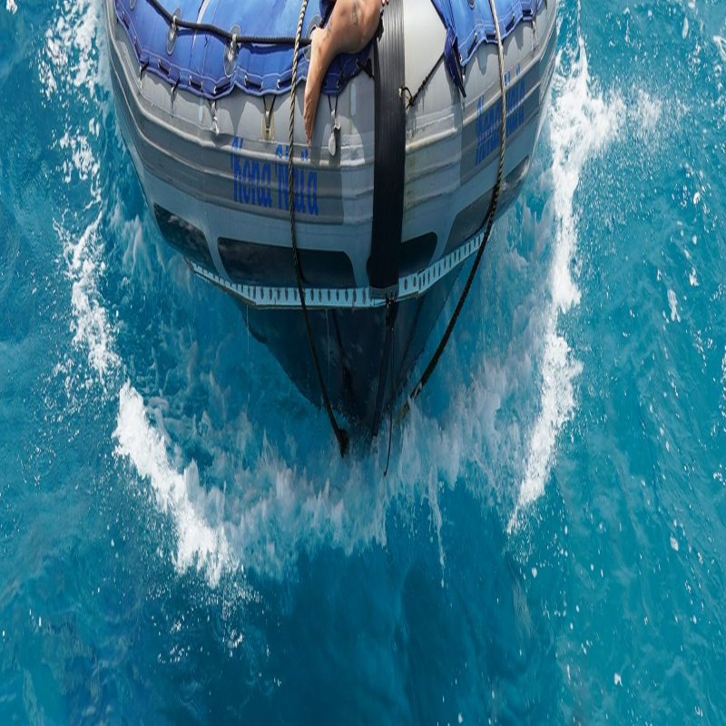 美国欧胡岛 Zodiac 海豚共游及浮潜体验129941