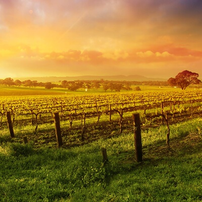 智利  圣地亚哥Maipo山谷三大酒庄品酒之旅一日游