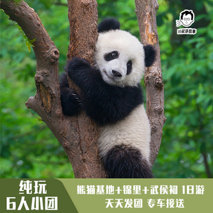 川叔讲故事 熊猫基地+锦里武侯祠1日游 深度讲解跟团游纯玩6人团