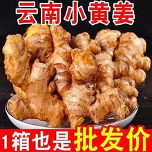 新鲜现挖云南小黄姜老姜沙姜仔姜月子姜农家现挖干姜生姜批发直供