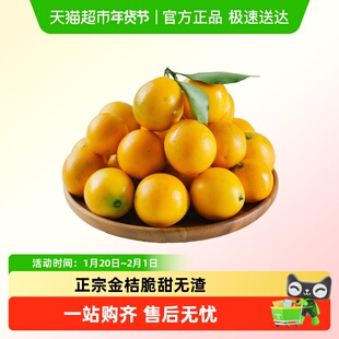 枝上至上正宗广西融安脆皮金桔纯甜爆汁当季新鲜采摘