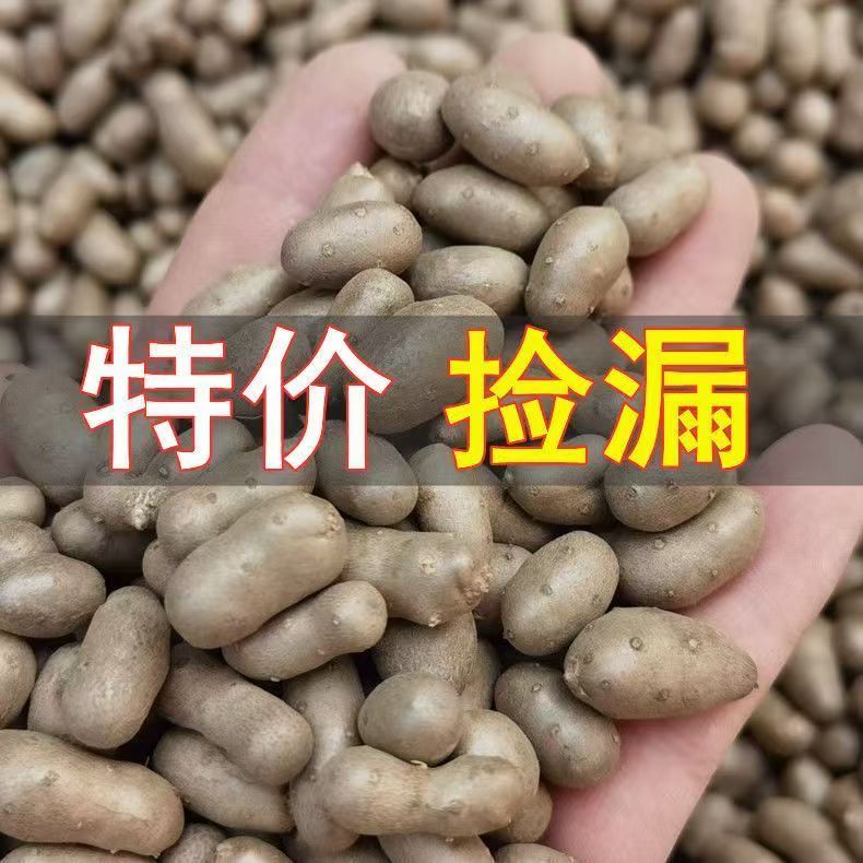 农家新鲜采摘铁棍山药豆冰糖葫芦用豆山药蛋地道优质产地直发现挖