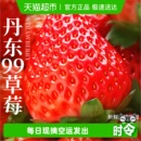 丹东草莓新鲜水果99红颜九九奶油草莓大果辽宁东港产地空运